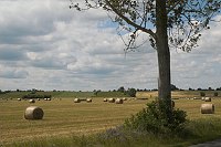 22. Juni 2005. Mecklenburg-Vorpommern. Heuballen auf einem Feld  bei Carwitz. Heurollen.